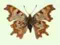 Polygonia c-album male (aberrant form nov 2) (Internet Image property of respective owner, non-commercial use only)